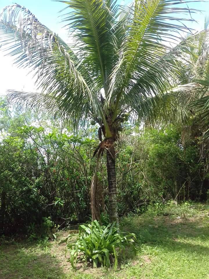 Chácara, 5 quartos, 5685 m² - Foto 4