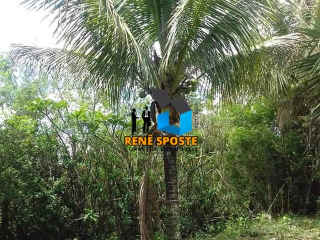 Chácara para Venda em São Pedro - 4