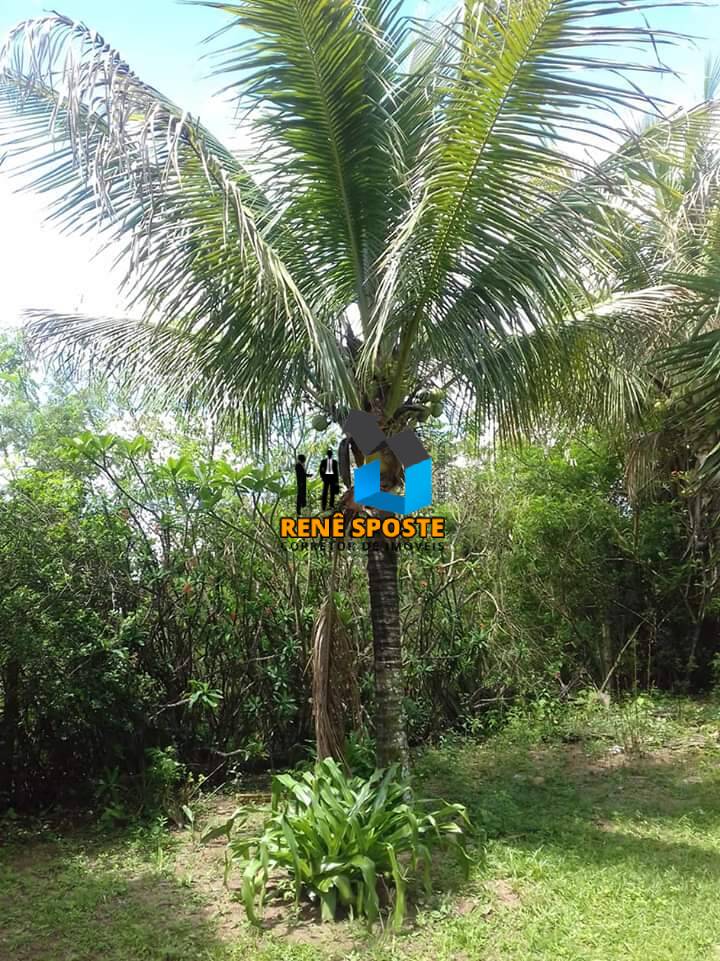 Chácara, 5 quartos, 5685 m² - Foto 4