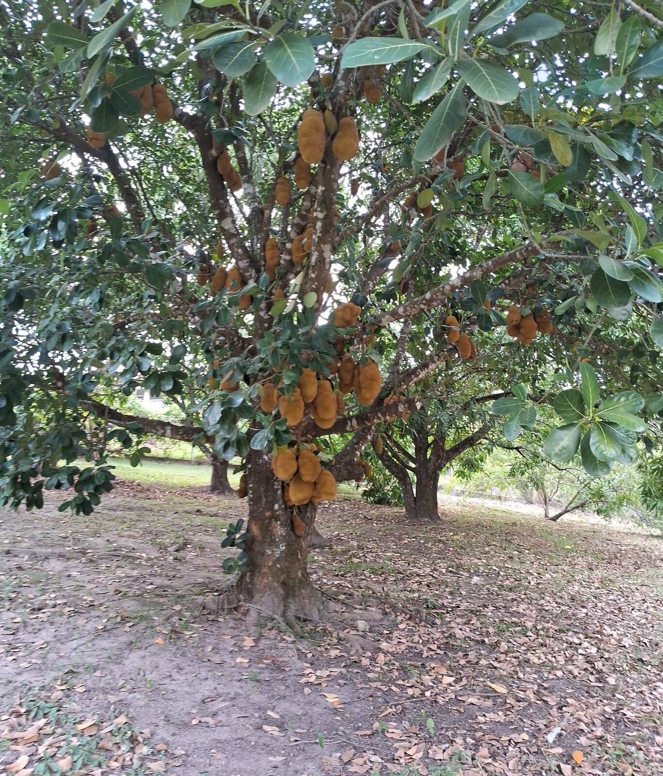 Casa, 5 quartos, 361 m² - Foto 26